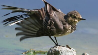 У Дніпрі показали водні процедури крихітної пташки-бігунки (Фото)