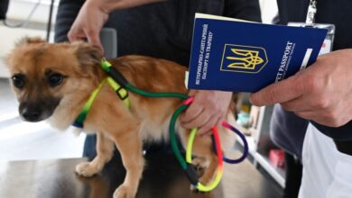 В Україні оновили ветеринарний паспорт: навіщо і що змінилося (Фото)