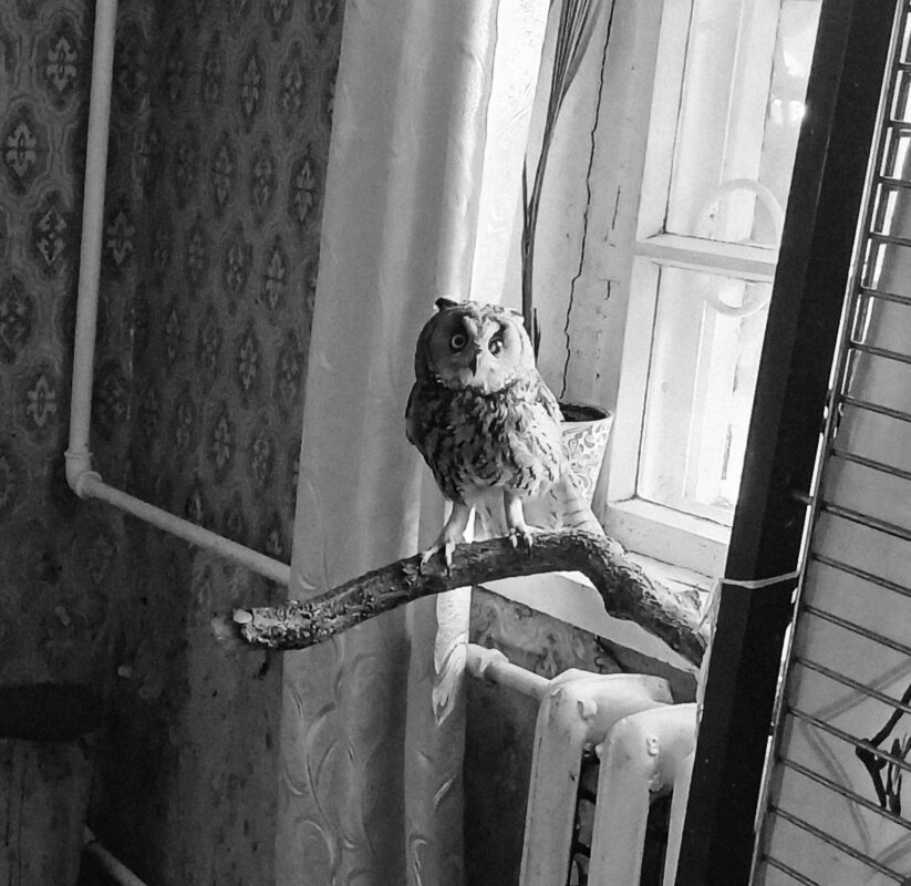Не пережила звуків вибухів: у Дніпрі померла вухата сова, яку врятували після атаки "шахеда" у Запоріжжі (Фото)