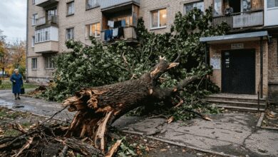 У Дніпрі аварійне дерево не дочекалося обрізки і впало біля під'їзду (Відео)