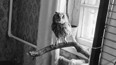 Не пережила звуків вибухів: у Дніпрі померла вухата сова, яку врятували після атаки "шахеда" у Запоріжжі (Фото)