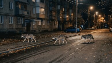На Дніпропетровщину під впливом бойових дій мігрують вовки: тварин вже бачили у містах (Відео)