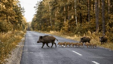 На Дніпропетровщині через стадо диких кабанів із поросятами стався транспортний колапс (Відео)